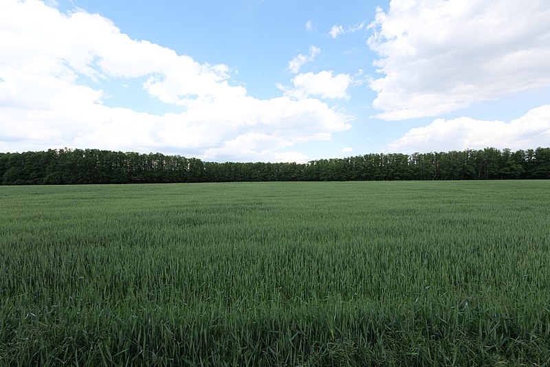 File:Field at Morgenstücke Werder 2022-05-25 07.jpg