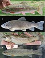 Fishes in upper Kura and Aras river drainages (10.3897-zse.96.52241) Figure 8.jpg
