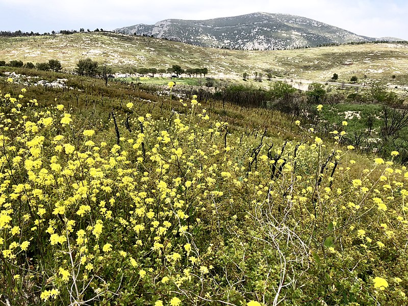 File:Fleurs sauvages, Col de la Gineste.jpg