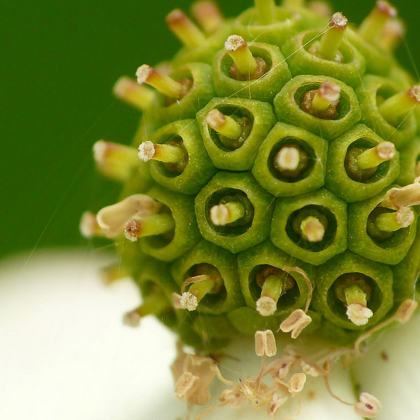 File:Flickr - coniferconifer - Dogwood flower.jpg