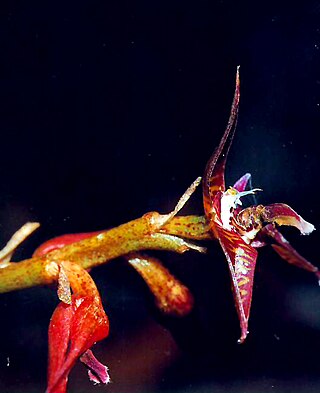 <i>Bulbophyllum exaltatum</i> Species of orchid
