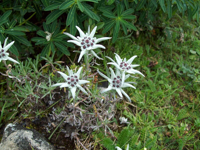 File:Flora at Chalela.jpg