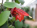 Detail květu Aeschynanthus tricolor