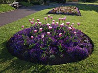 Flowerbed, Abbey Park - geograph.org.uk - 1854212.jpg