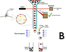 Diagram B: Fluorescence assisted cell sorting for positive selection. Fluorescence Assisted Cell Sorting (FACS) B.jpg