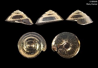 <i>Fluxinella runcinata</i> Species of gastropod