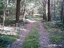 Forest Track in Hatten