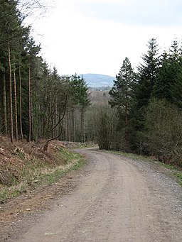 Forest track, Over Silton Moor - geograph.org.uk - 717228