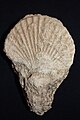 Fossile Muschel - Osttimor.JPG