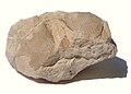 Fossils (5904378835).jpg
