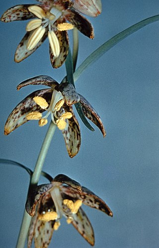 <i>Fritillaria atropurpurea</i> Species of flowering plant