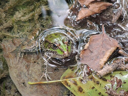 Frog at Kirke Natural Park in Croatia