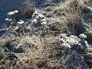 frost in December