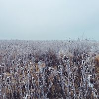 Frozen field.jpg