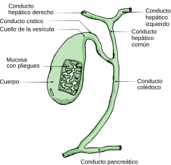 GaldeblæreAnatomy-en.svg