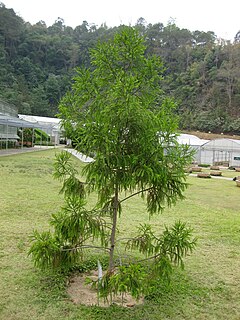 <i>Dacrydium elatum</i> Species of conifer