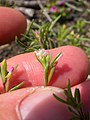 Gayophytum diffusum (4396916895). 
 jpg