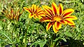 * Nomination Inflorescences of Gazania rigens. --Bff 20:49, 9 August 2023 (UTC) * Promotion Good guality--Luda.slominska 06:46, 10 August 2023 (UTC)