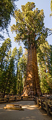 General Sherman Tree 2013.jpg