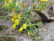 Genista pilosa0.jpg