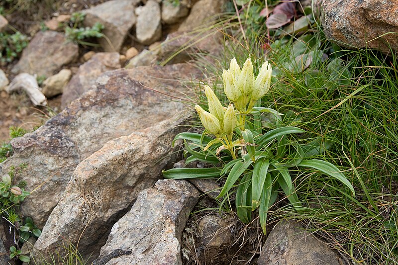 File:Gentiana algida 04.jpg