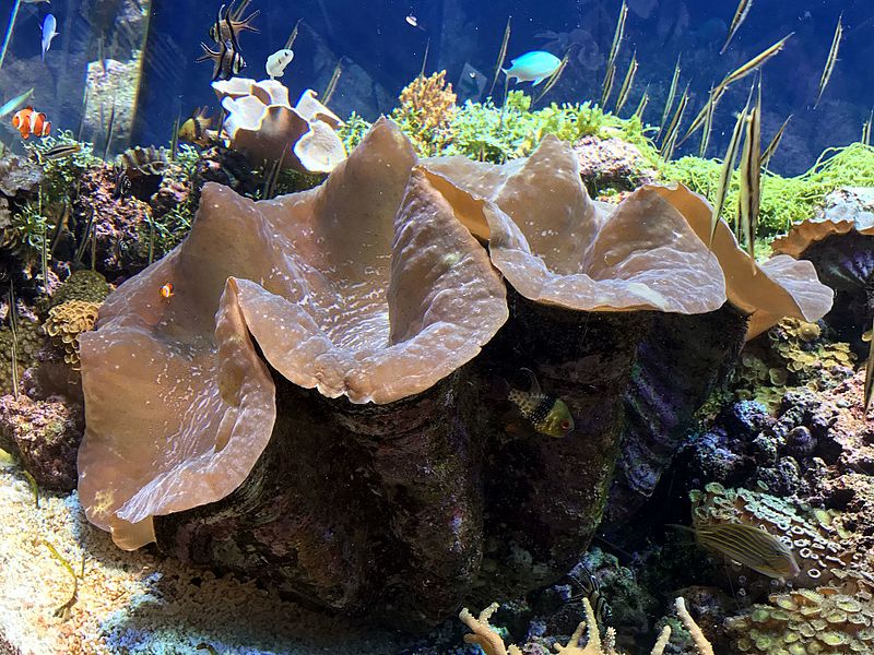 File:Giant clam or Tridacna gigas4.jpg - Wikimedia Commons