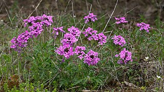 <i>Verbena canadensis</i> Species of flowering plant in the family Verbenaceae