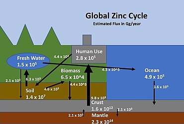 Zinc fluxes between the lithosphere and biosphere, through basins in soil, biomass, water systems, and industry. Estimated fluxes are shown as labeled arrows in Gg/year. Global Zinc Cycle.jpg