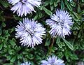 Globularia repens03.jpg