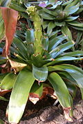 Glomeropitcairnia erectiflora HabitusYoungInflorescence BotGardBln1006b.jpg