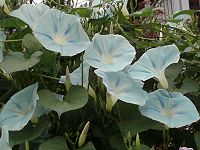 'Blue Star', a cultivar of Ipomoea tricolor photographed in Haverhill, Massachusetts Glorious Morning Glories.JPG