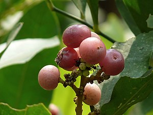 Orangeberry, Gin berry (Glycosmis pentaphylla)