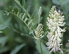 Glycyrrhiza lepidota, flower & leaf stems