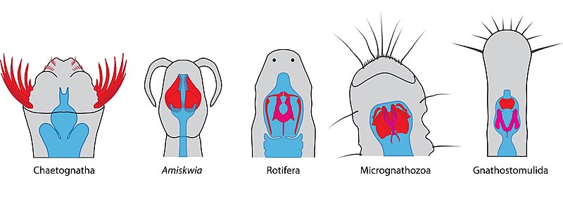 File:Gnathifera jaws 5.jpg