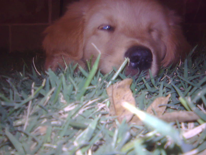 File:Golden retriever cachorro 2.jpg