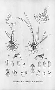 plate 90 Gomesa loefgrenii (as syn. Oncidium löfgrenii), Grandiphyllum edwallii (as syn. Oncidium edwallii)