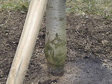 Grafting of Plum (cultivar Regina Claudia yellow).JPG