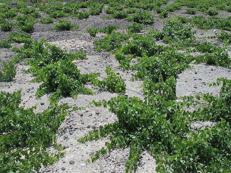 File:Grapes in Santorini.jpg