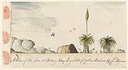 Thumbnail for File:Grass tree, or `A View of the Tree at Botany Bay, wh yields ye Yellow Balsam, &amp; of a Wigwan A604006h.jpg