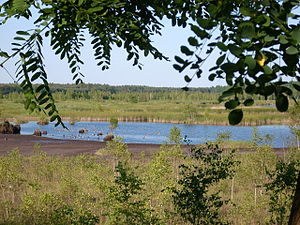 Gray heron lake 2.JPG