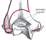 Gray208-trochlea.png