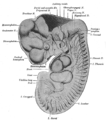 Reconstruction of peripheral nerves of a human embryo of 10.2 mm. (Label for Diencephalon is at left.)