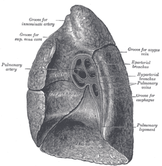 <span class="mw-page-title-main">Root of the lung</span>
