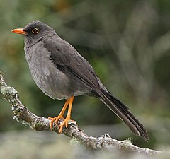 ♂ Turdus fuscater