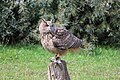 * Nomination Great horned owl (Bubo virginianus) in Falcon Nursery Sunkar, Almaty, Kazakhstan --Bgag 04:15, 2 January 2024 (UTC) * Promotion  Support Good quality.--Tournasol7 05:13, 2 January 2024 (UTC)