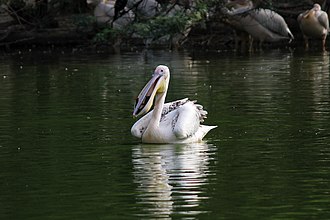 paddling (Pelecanus onocrotalus)