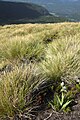 Chloraea magellanica habitat Chile - Volcan Quetrupillan