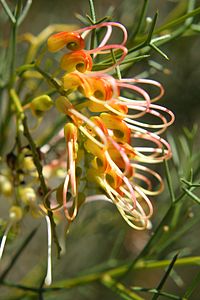 Grevillea dielsiana.jpg