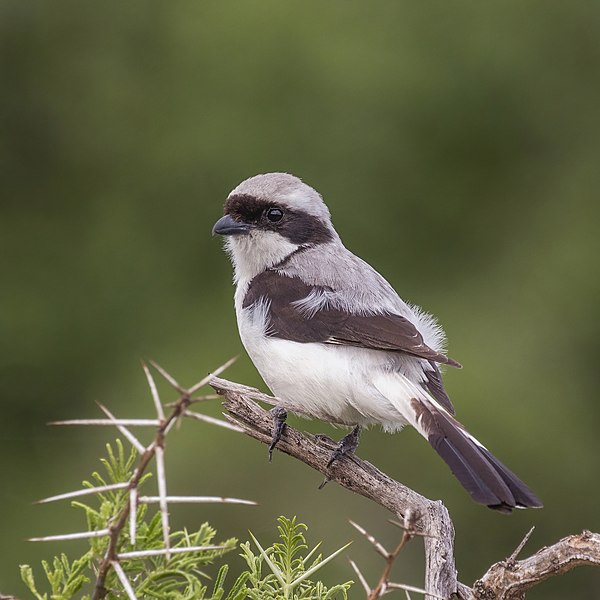 File:Grey-backed fiscal (Lanius excubitoroides boehmi) male.jpg