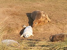 Madre y cachorro de foca gris (158097807) .jpg